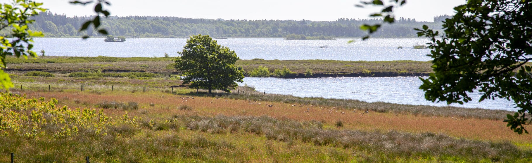 Bølling Sø ved Klosterlund Museum