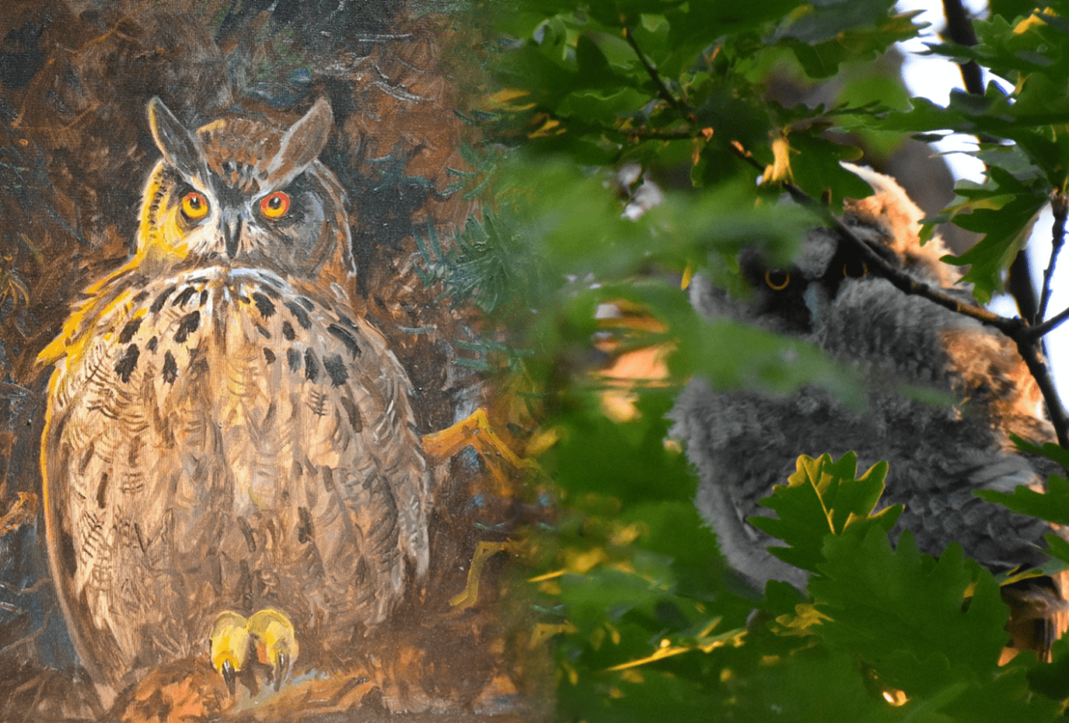 fugle fascinerer - udstilling på Klosterlund Museum