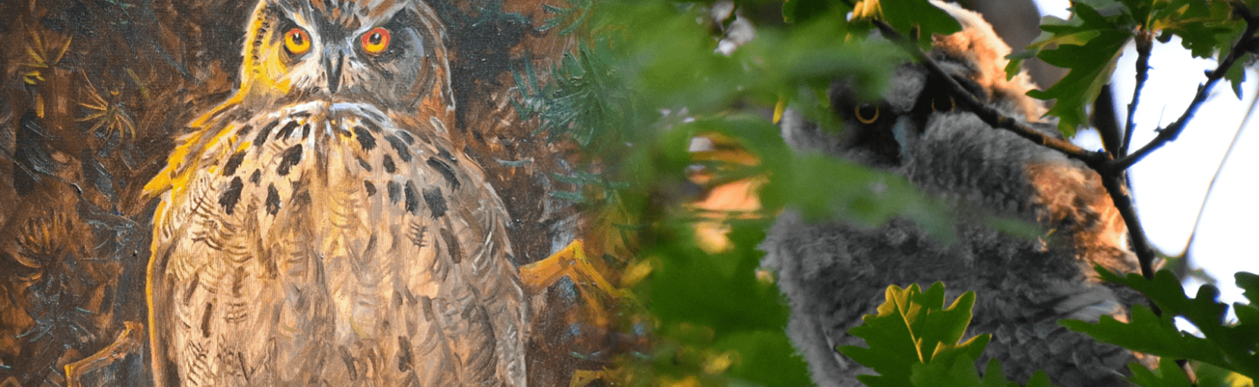 fugle fascinerer - udstilling på Klosterlund Museum