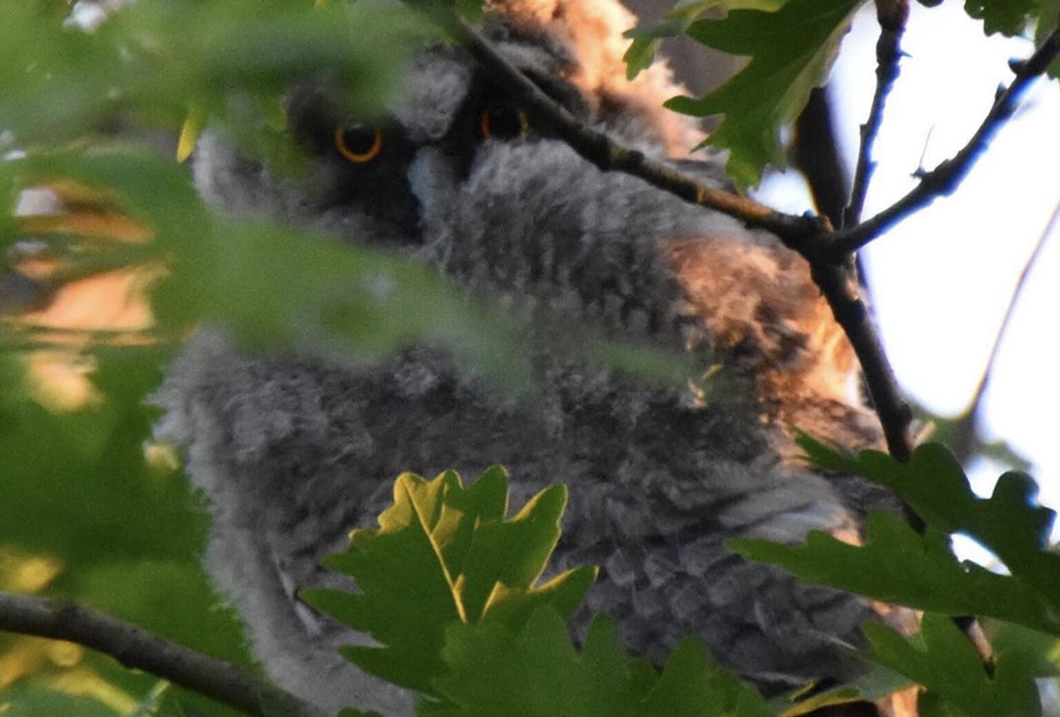 fugle udstilling klosterlund museum