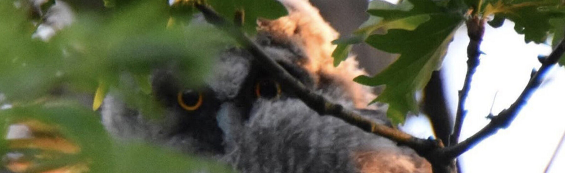 fugle udstilling klosterlund museum