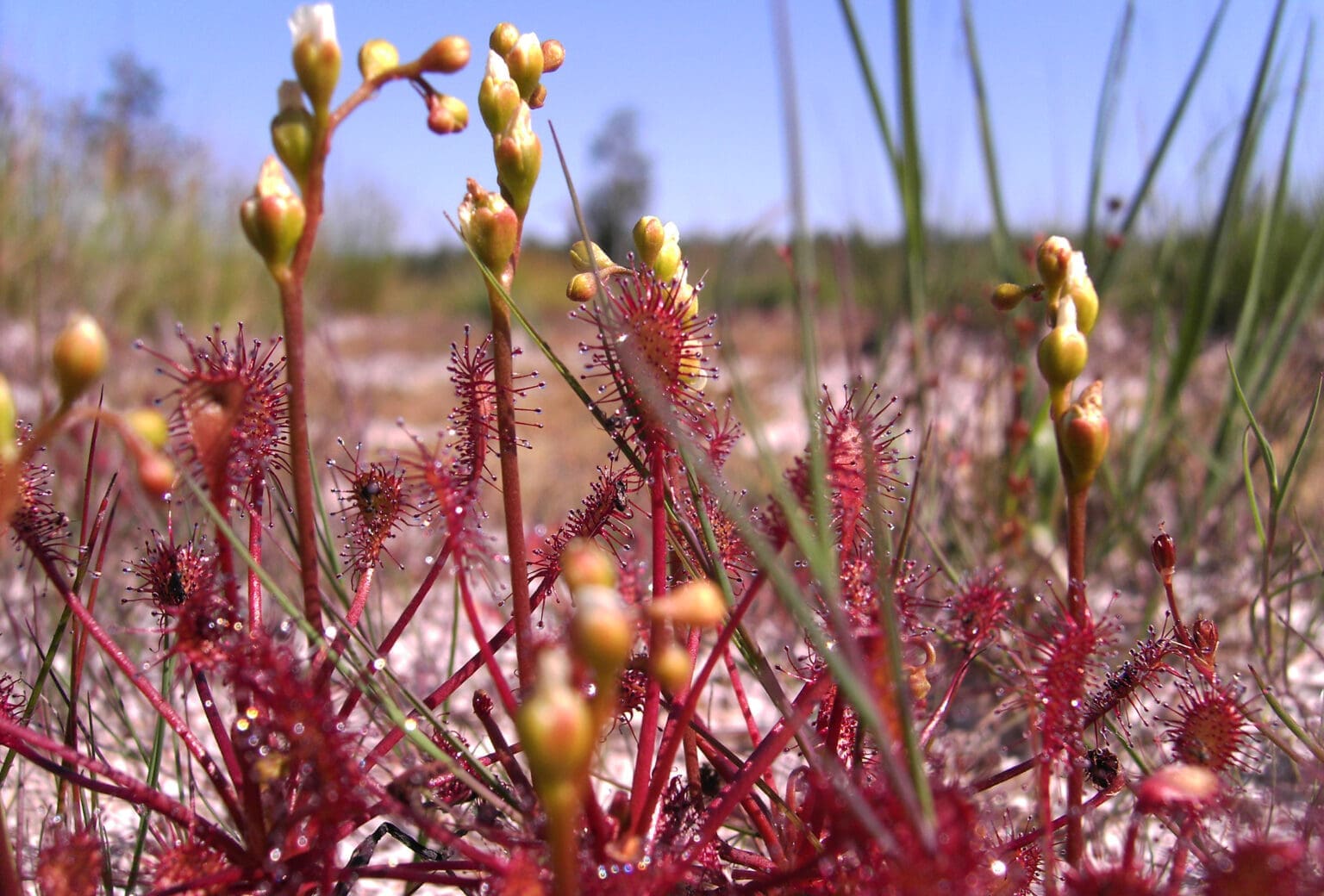 Fra Bølling Sø til Skallerund Sø guidet tur