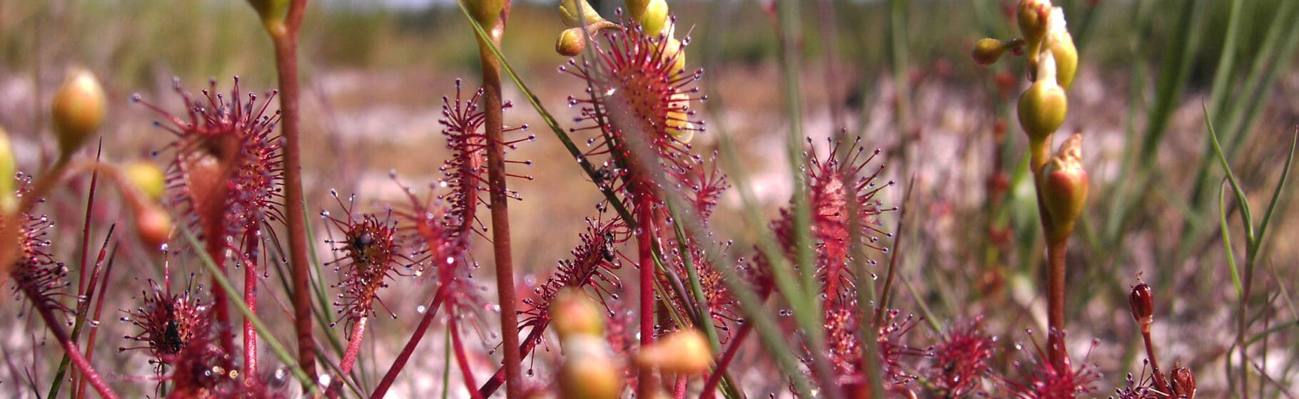 Fra Bølling Sø til Skallerund Sø guidet tur